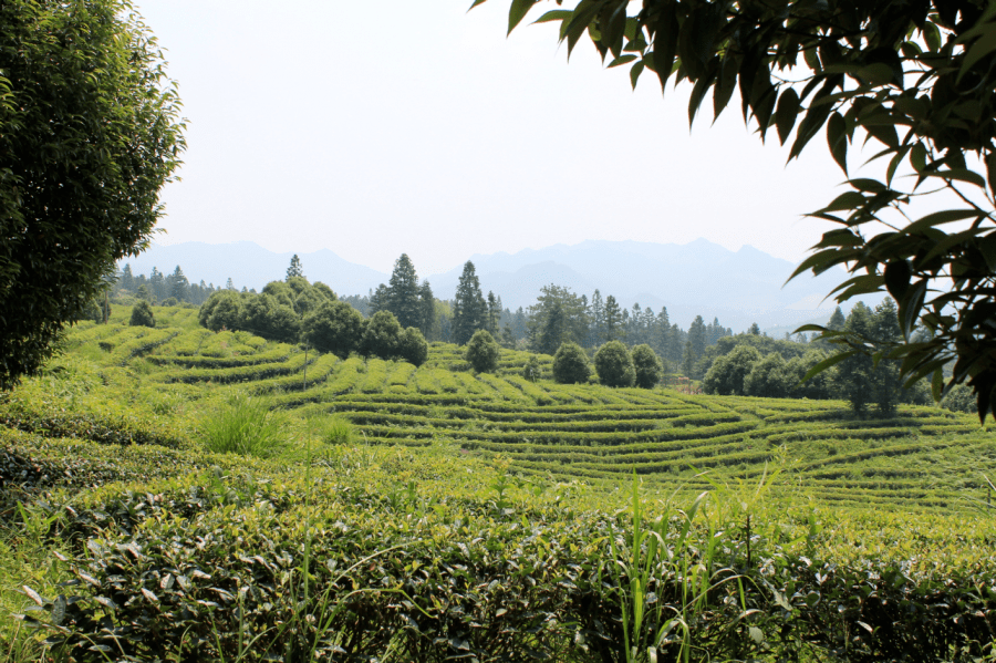 古茗拥有位于武夷岩茶核心区域,有着 150余年历史的慧苑坑百年老枞