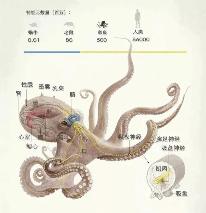 中的神经元只占全部神经元总数的三分之一,其余的则主要分布在触手上