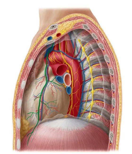 请输入标题颈丛的易卡压点有哪些?