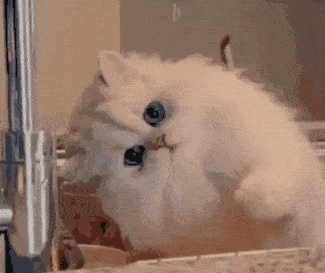 猫最傻的样子,你见过吗?