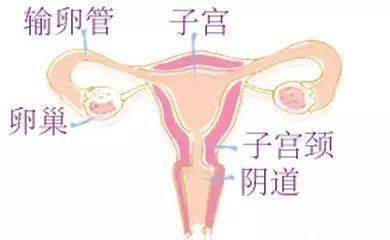 子宫附件 来自搜狐网