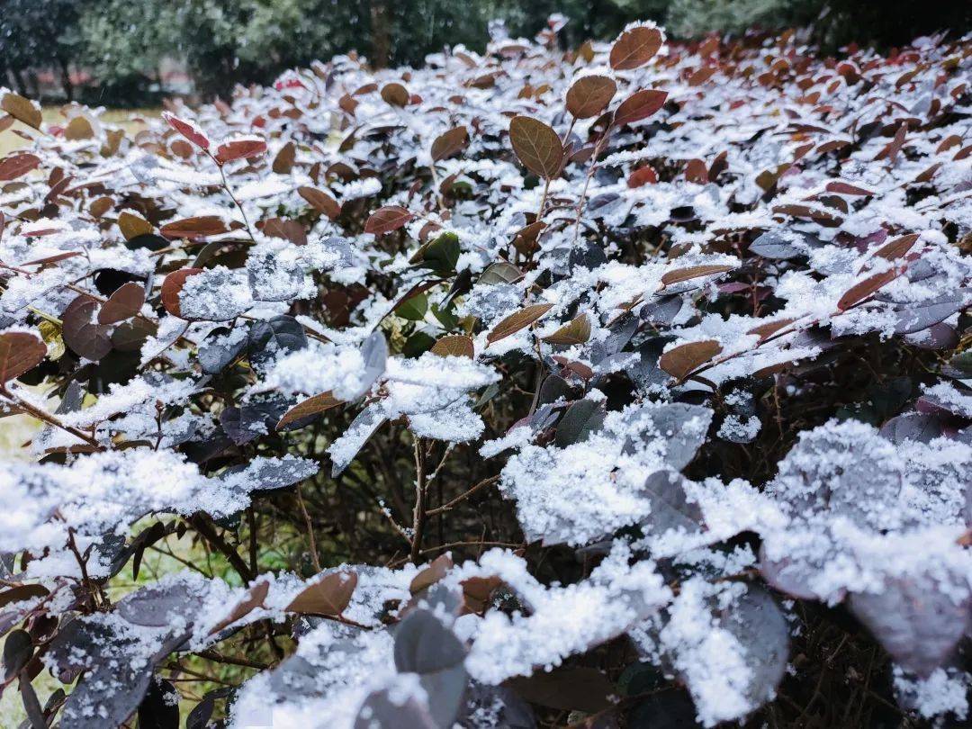 交理下雪了!2021的第一场雪