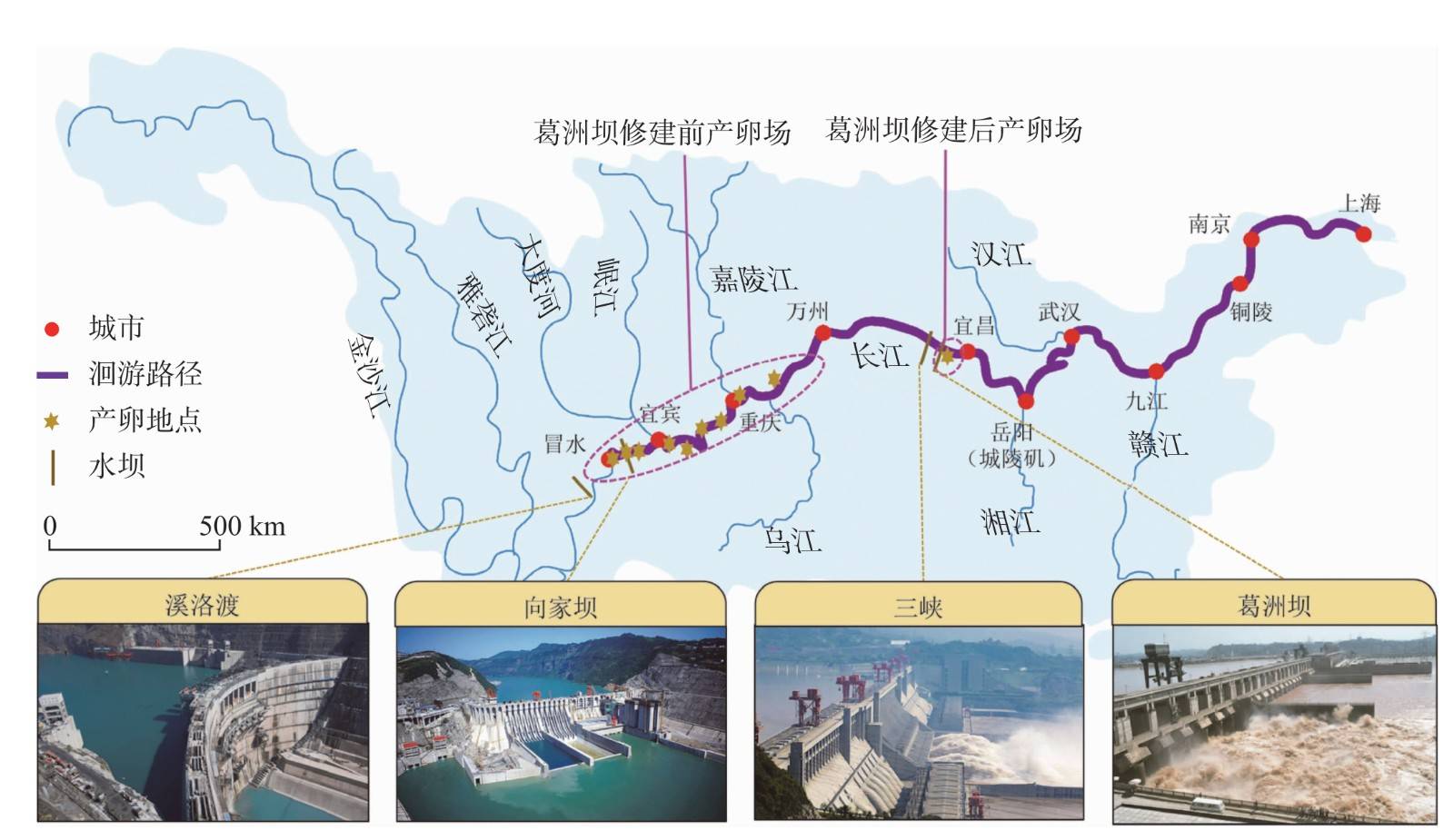 葛洲坝截流前中华鲟产卵场分布在金沙江下游和长江上游约600km的江段