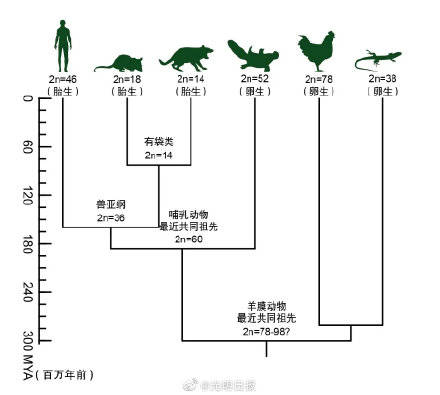 鸭嘴兽|人类和鸭嘴兽有共同祖先 现生哺乳动物最近共同祖先基因组图谱首次成功构建