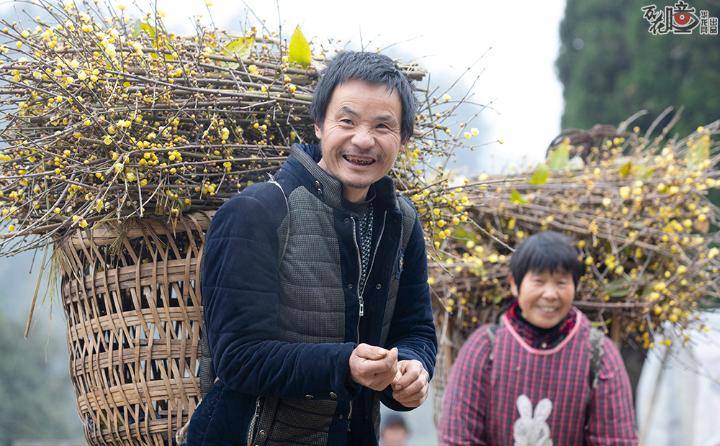 身价提高了,销路打通了"蜡梅仙子"助山城蜡梅送香"北上广"_邓纪会