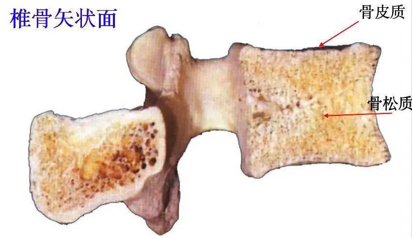 皮质骨:骨组织类型:骶骨后凸倾斜腰椎前凸 30°~ 50