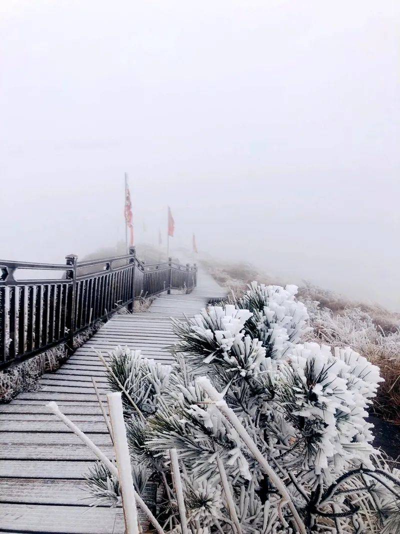 老铁 摄金铙山建 宁767676真的来了这不你们期盼的雪花儿多