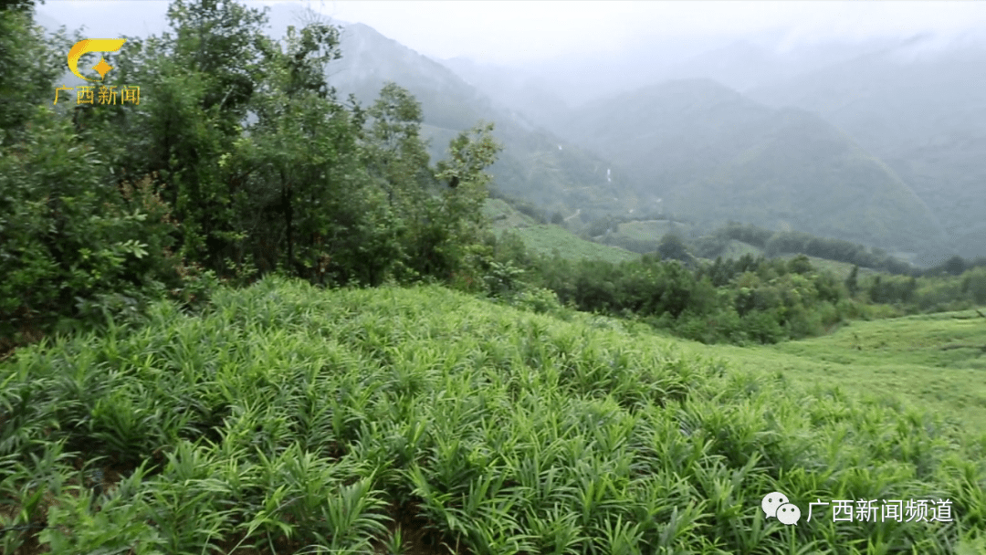 田林生姜地 来源:广西新闻频道农户在生姜地干活 来源:广西新闻频道