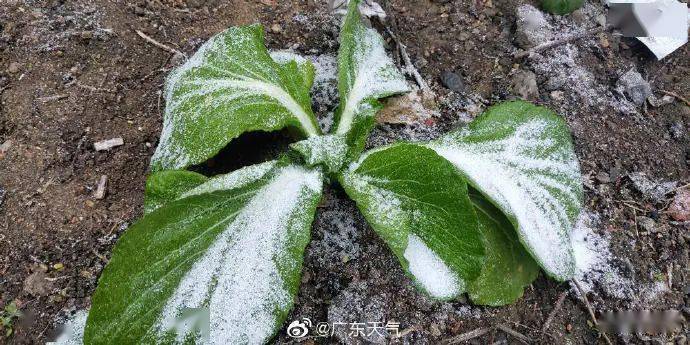 高明区持续寒冷！最低5℃！接下来的周末天气是…