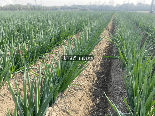 现在能种香葱和大葱吗 e169da16b7d2425cac0b0ca571e50608.png