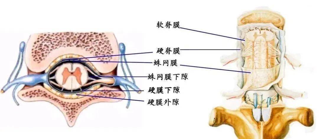 脊髓静脉 占脊柱全长约1/4,颈,腰段最厚 运动节段的纤维软骨连接 出现