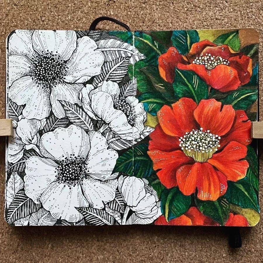 线稿的无穷魅力~彩铅与线稿的对比作品欣赏_昙花