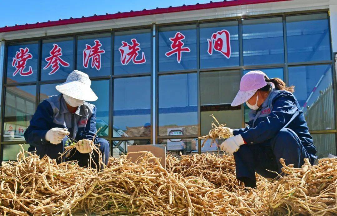 10月26日,平顺县的农民在分拣党参.中药种植成为该县脱贫的重要渠道.