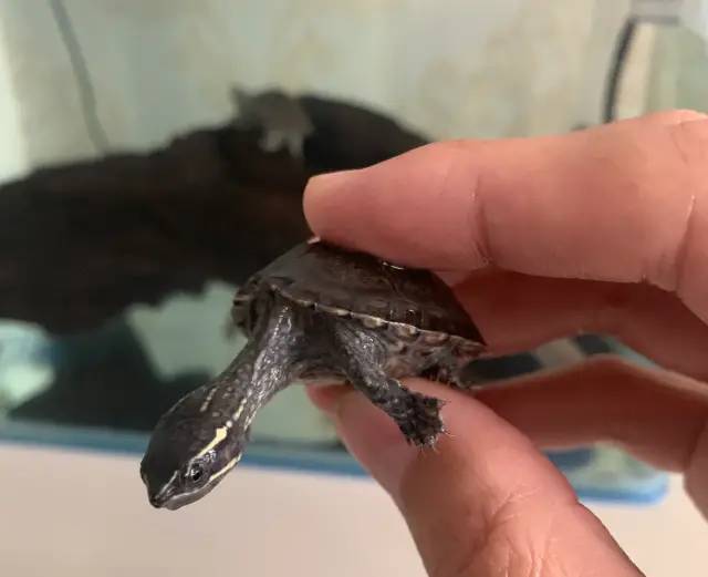 最好养的深水龟——麝香龟