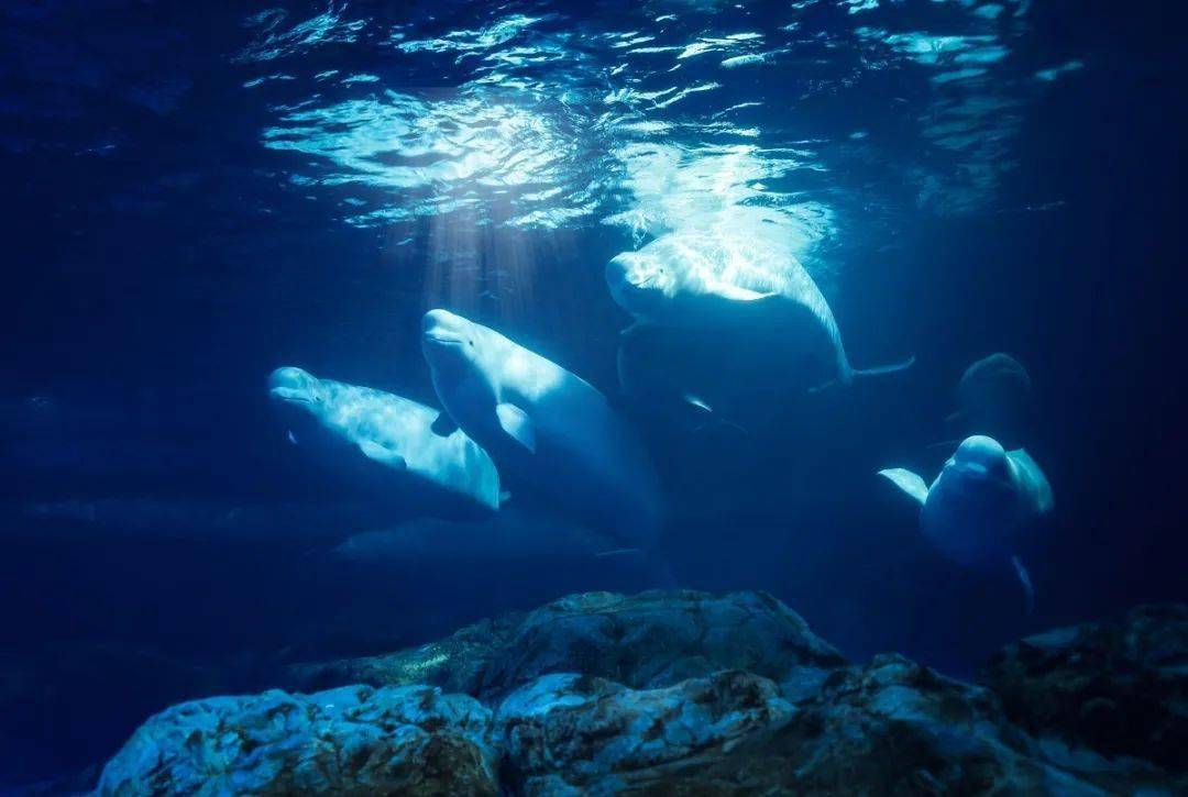 壁纸 海底 海底世界 海洋馆 水族馆 桌面 1080_725