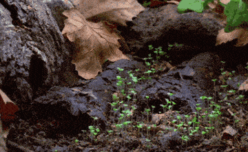 bc508fc5cf3645ba83718cbe68aa5666.gif