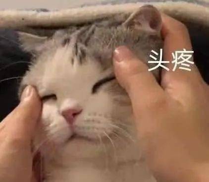 可爱小猫小狗表情包