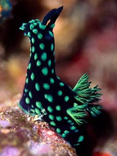 海兔海底玉兔