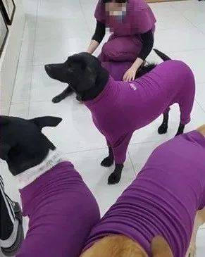 為6隻愛犬買了同款新衣服，結果出門發現撞衫了... 萌趣萌寵 第1张
