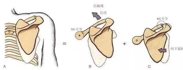 肩锁关节功能检查及关节松动操作