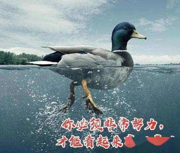 在梦里梦到团鱼，探寻梦境背后的深层含义与启示