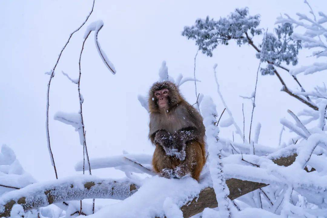 冰雪欢乐季,九皇山陪你花式玩雪过冬天