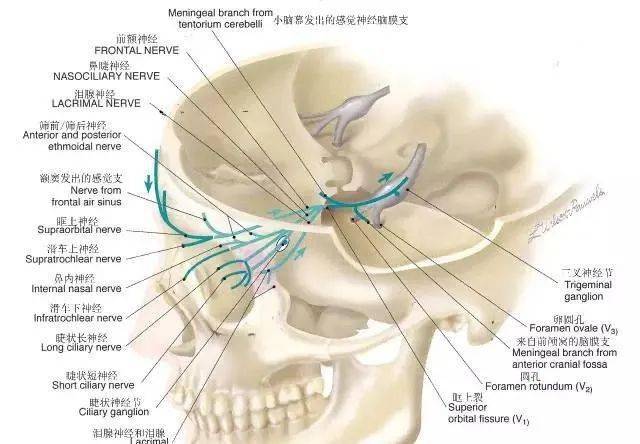 三叉神经解剖及功能