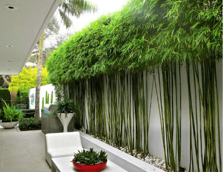 超经典花园围墙边植物配置