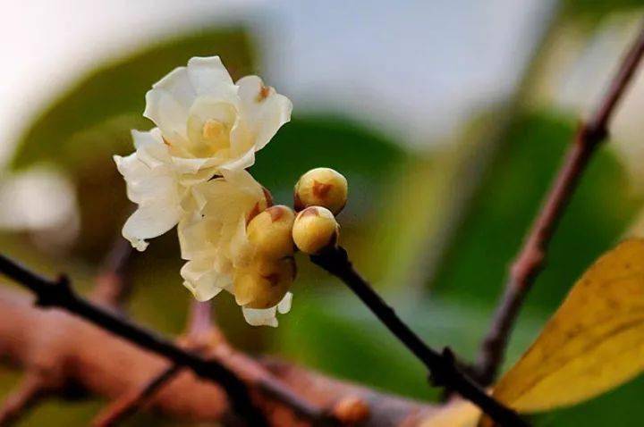 【卓越旅游 又是一年腊梅季,花开时节香满谷