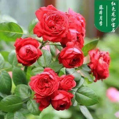 dd635ced89644c5b81651b795235028d.jpeg
