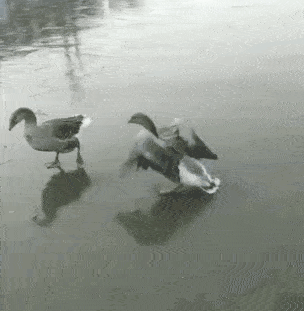 有人说:
