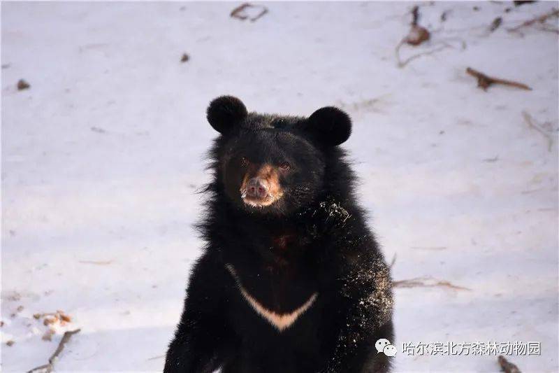 为什么熊喜欢吃蜂蜜?