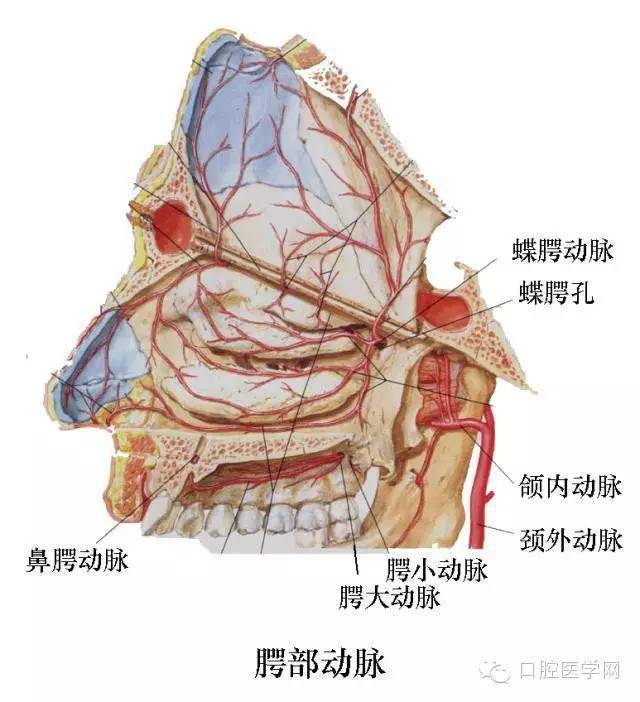 牙医收藏,口腔解剖图!