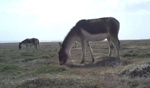 野驴|人迹罕至的土地上，红外相机捕捉到了难得一见的画面