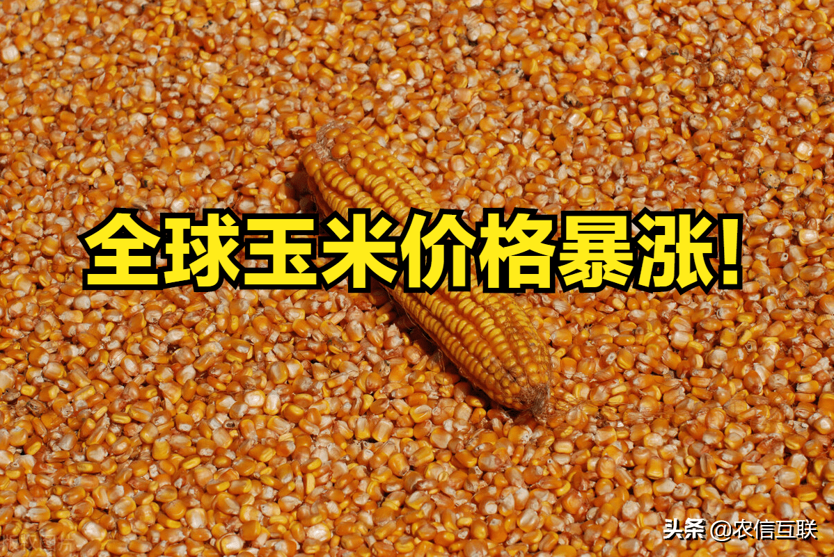 中储粮1.45元收玉米,玉米还得涨