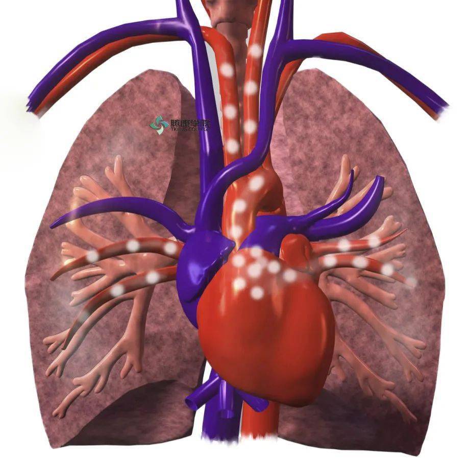胸腔内主要器官有心脏,大血管,食管和肺等,这些器官病变可引起胸痛.
