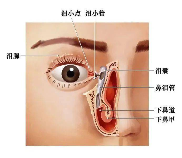 泪小点的作用是收集眼的泪液,引流至泪囊,然后通过鼻泪管进入鼻腔.