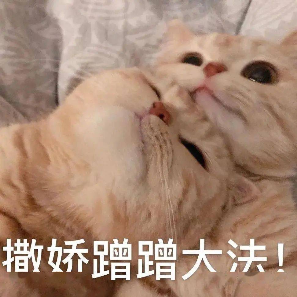 【沙雕猫表情包】橘猫沙梨表情包