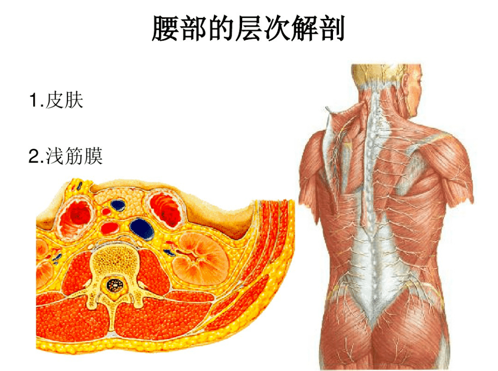 腰椎的解剖及腰部的层次解剖