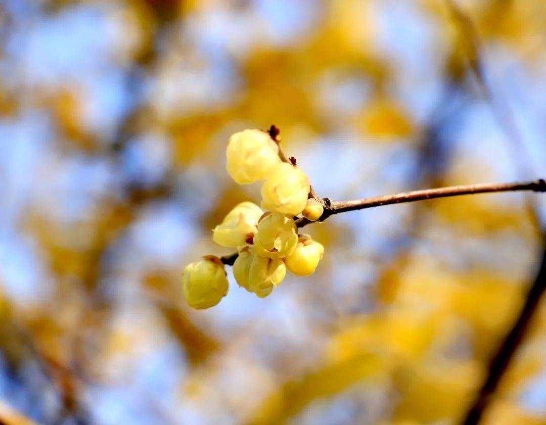 鸿恩寺本周重庆迎来了暖阳便可赏花嗅香市民行走于林间腊梅散布在公园