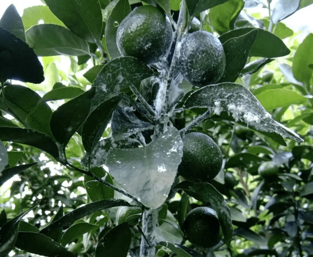 柑橘介壳虫形态各异,奇怪得不像一类虫?不慌,教你辨认