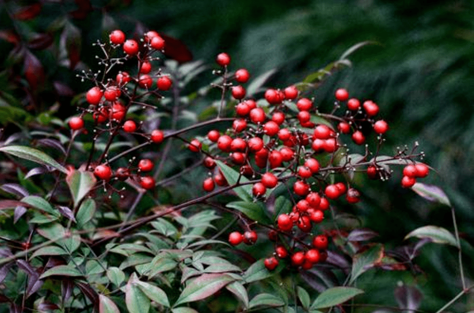 丽州本草这个冬季的红色果子根茎叶果都可入药