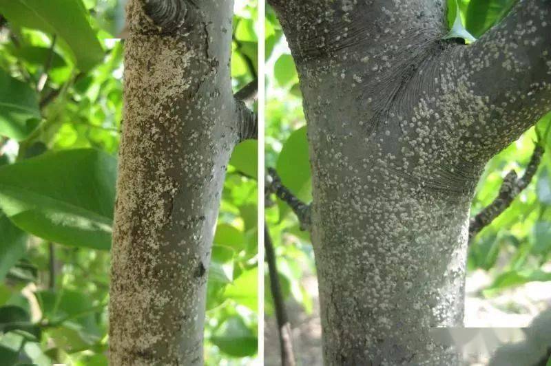 防治桑白介要"多管齐下"