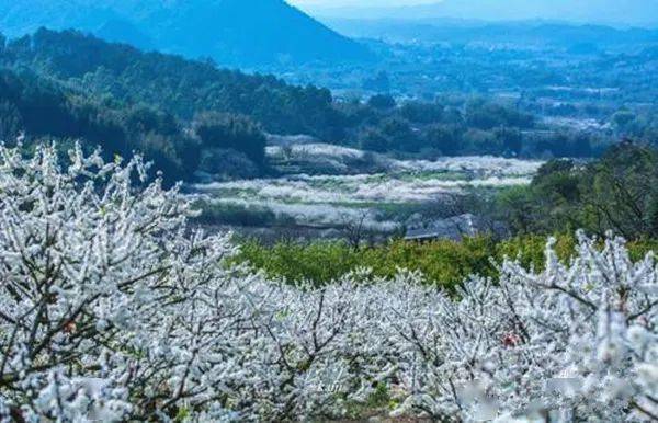 登从化第五高峰桂峰山,山脚赏李花(花开正旺)