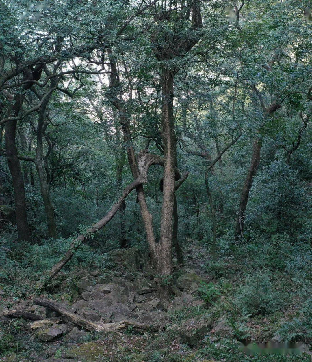 航拍:凤凰山原始森林深处