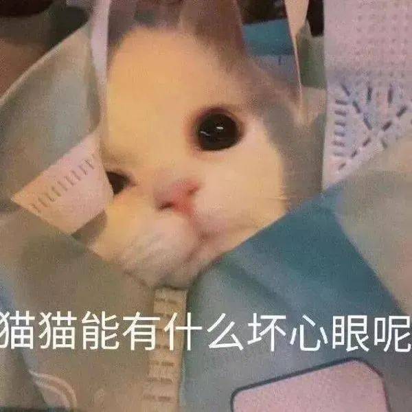 猫:论耍心眼,在座的各位都是垃圾!