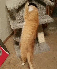 相信我,小猫咪们真的特别懂事,没有什么坏心眼,那些市井里议论纷纷的