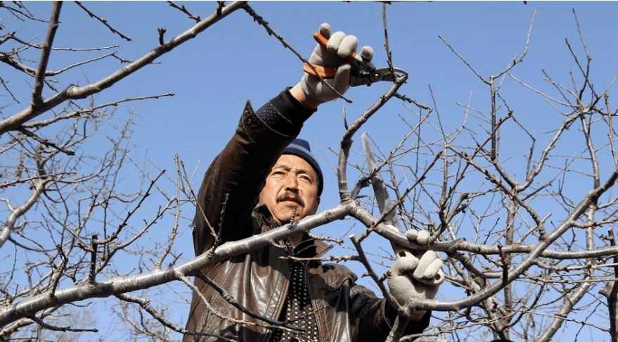 修剪樱桃冬剪无处下手赶紧看看这份修剪指南