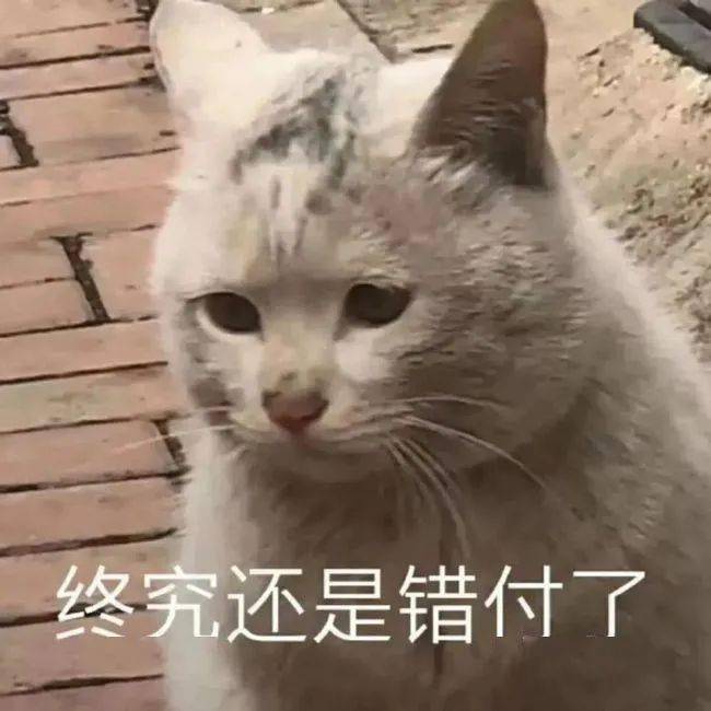 小猫咪到底有没有坏心眼呢? | 表情包