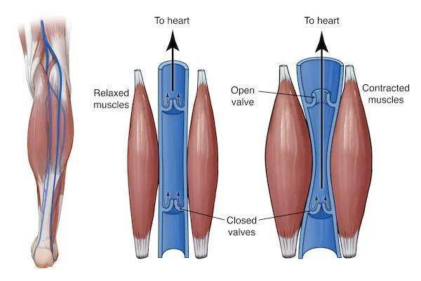 比目鱼肌:人体的另一个泵血中转站,堪称第二心脏